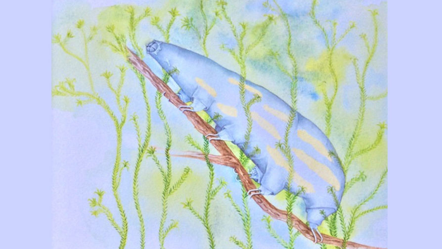 Рисунок «водяного медведя» — представителя рода Milnesium. «Водяные медведи» — это микроскопические обитающие в воде организмы .