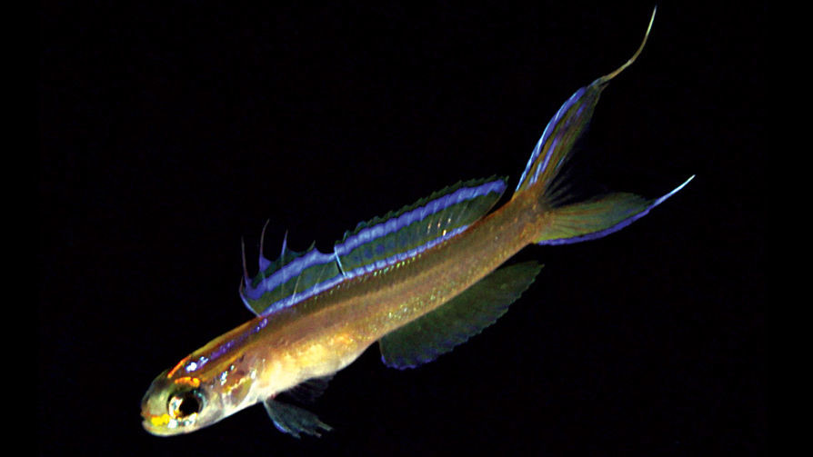 Глубоководная рыба-стрелка Navigobius vittaus