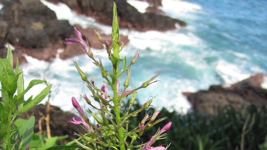 Цветок Odontonema aliciae