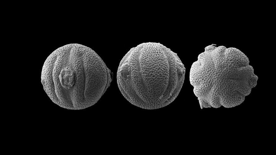 Пыльца Odontonema aliciae