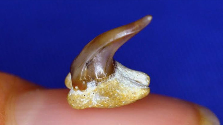 Зуб вымершей акулы Pseudomegachasma