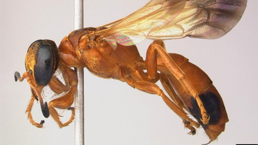 Песчаная аммофила Pison amabile - роющая оса