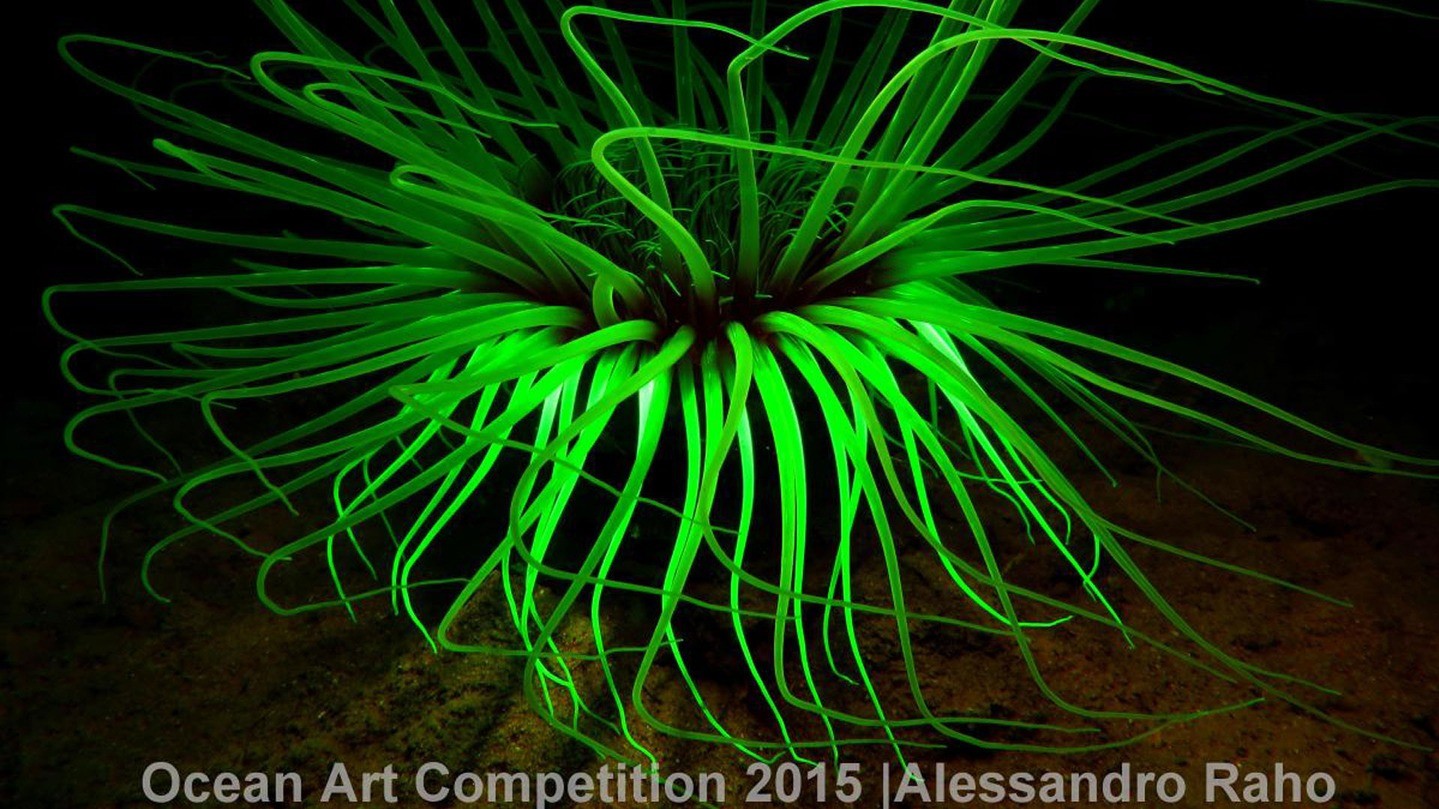 Переможець в категорії "Макрозйомка компактною камерою"