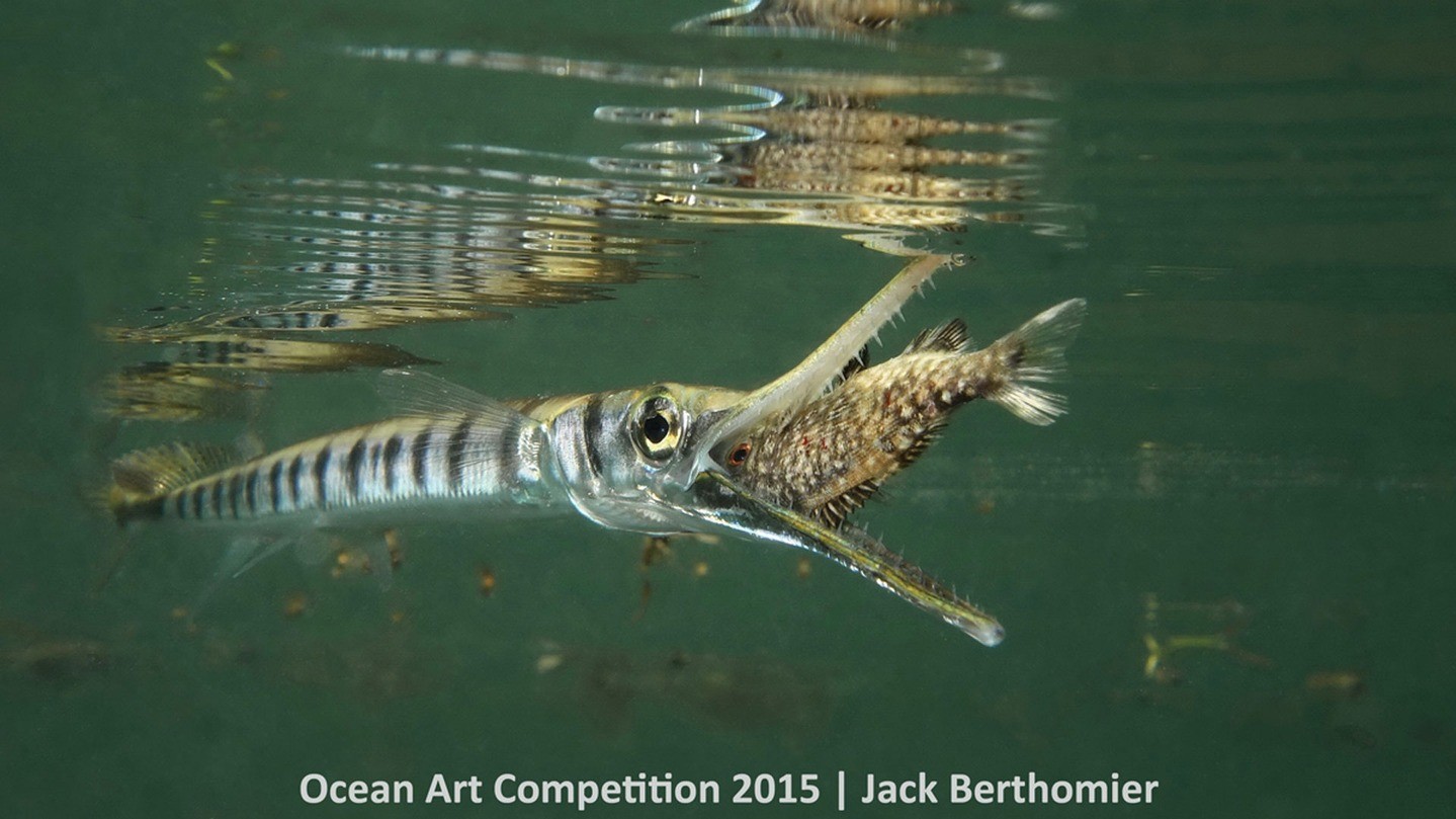 Переможець в категорії "Зйомка поведінки морських тварин компактною камерою"