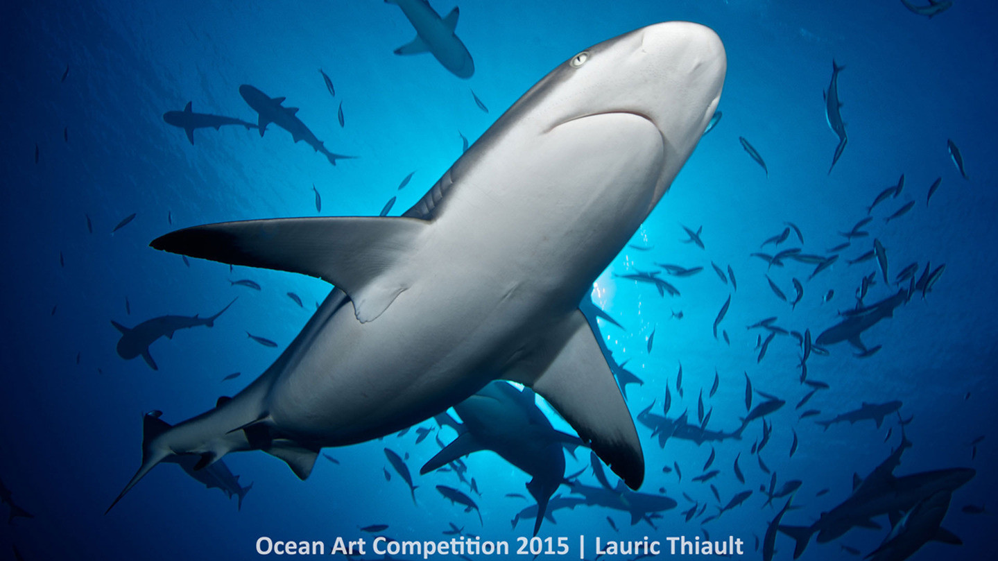 5 місце в категорії "Цифрова дзеркальна фотографія"