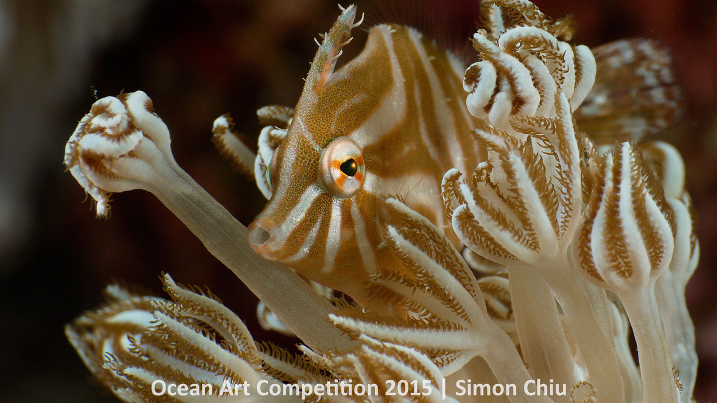 Переможець в категорії "Беззеркальная макрозйомка"