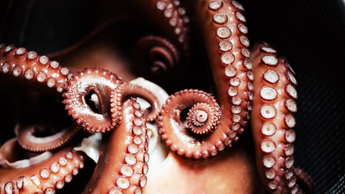 Prairie Stuart - Wolff