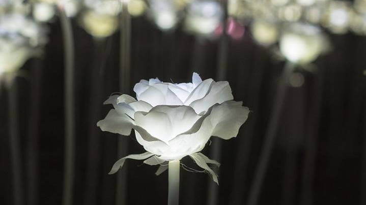 Light Rose Garden в парке Гонконга