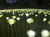 Light Rose Garden в парку Гонконгу