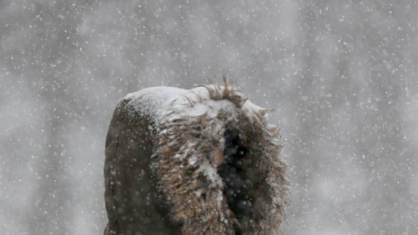 Снігопад в Оттаві