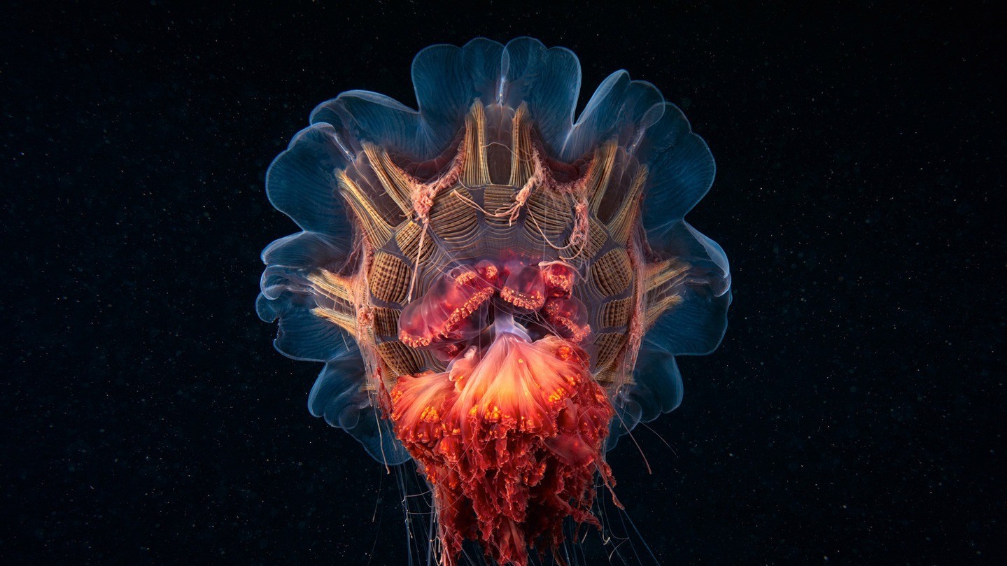 Фото ALEXANDER SEMENOV