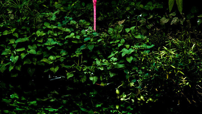 Фото STEINER WANG