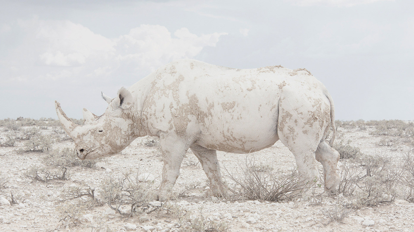 Фото MAROESJKA LAVIGNE