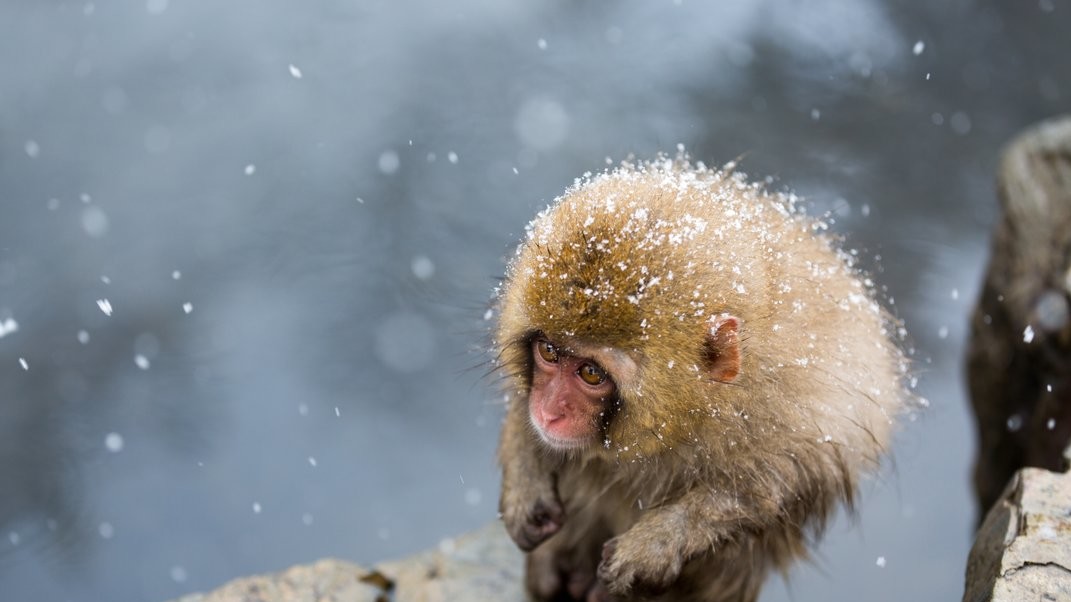 Категорія Світ природи. Автор Hidetoshi Ogata