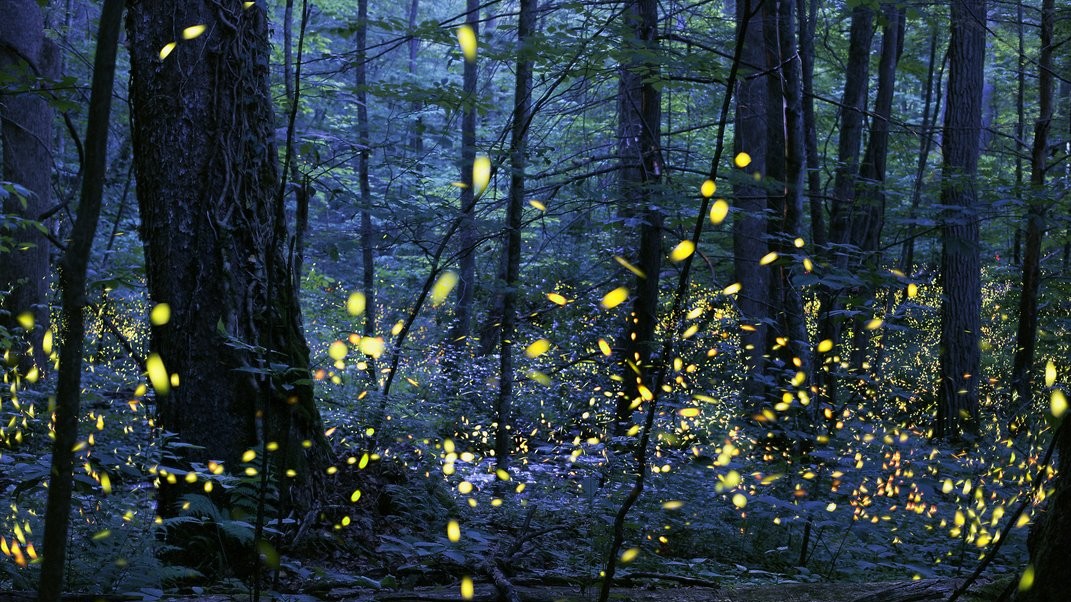 Категорія Altered Images. Автор Radim Schreiber