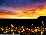 Проект носит название Field of Light