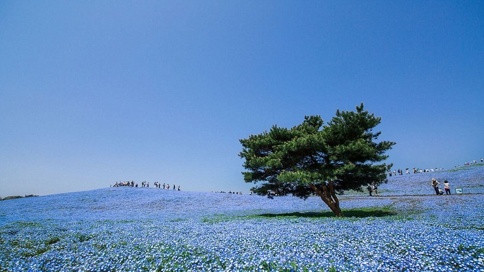 Hitachi Seaside Park