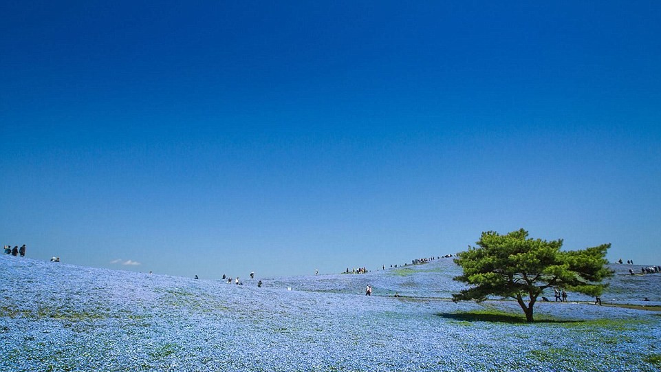 Hitachi Seaside Park