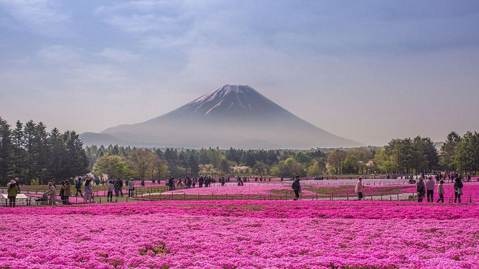 Fuji Shibazakura Festival