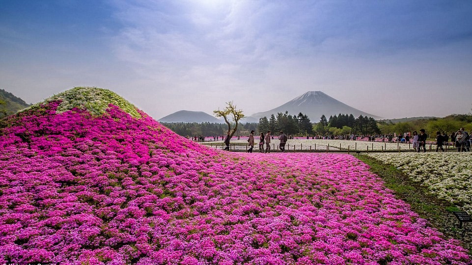 Fuji Shibazakura Festival