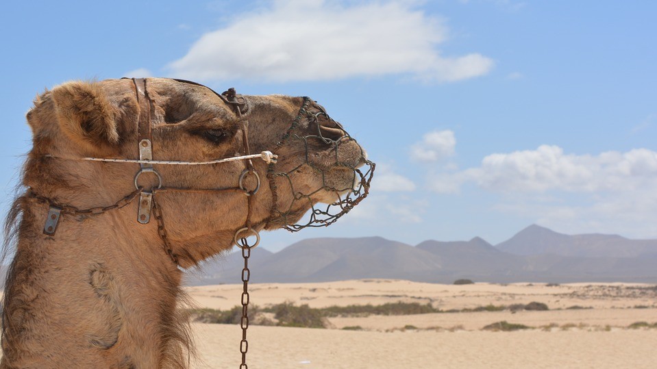 Українці, що затрималися в Шарм-ель-Шейсі, повертаються додому