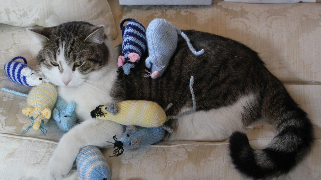 Кіт Девіда Кемерона залишиться в резиденції прем'єра на Даунінг-стріт після його відставки