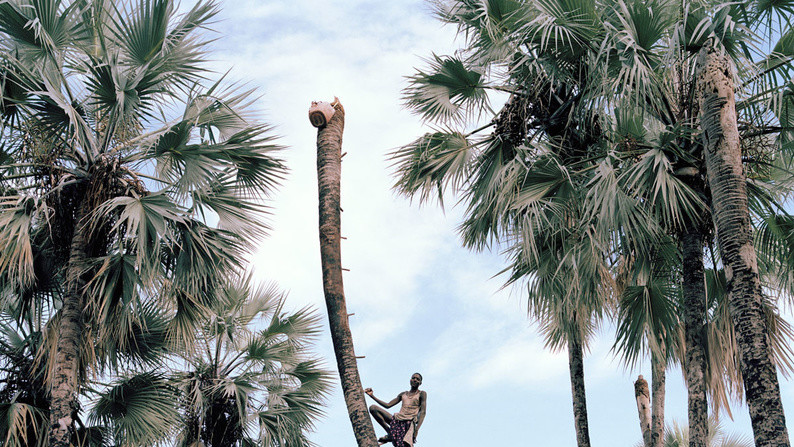 Palm Wine Collector. Автор Kyle Weeks (ПАР)