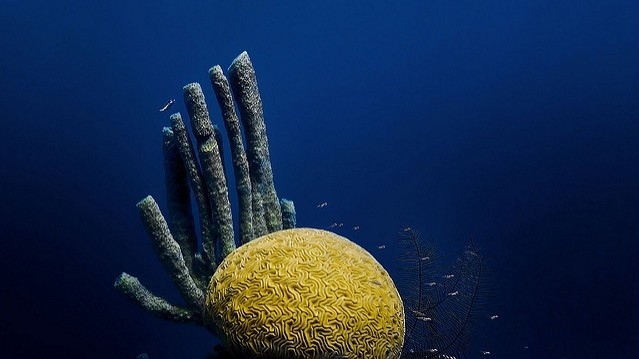 Велика блакитна діра, Беліз. Фото jayhem/Flickr