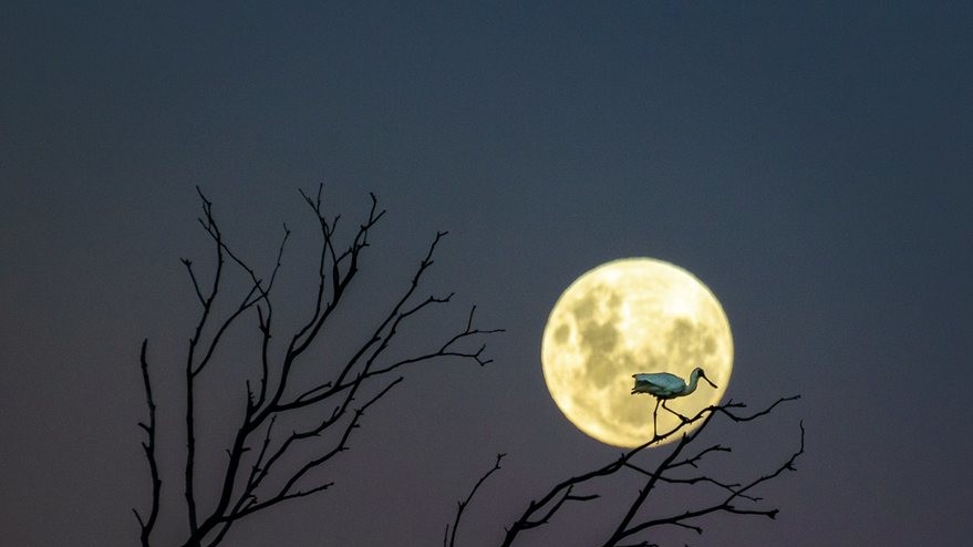 Фото Andrew Caldwell, Новая Зеландия