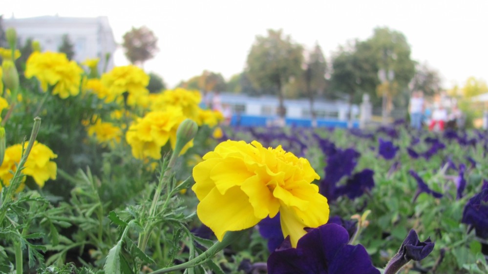 Площа квіткового прапора – 200 квадратних метрів.