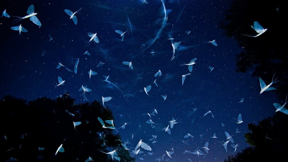 Фото Imre Potyó, Угорщина