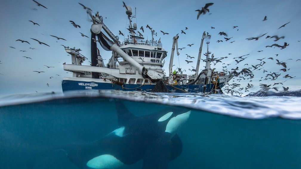 Фото Audun Rikardsen, Норвегія
