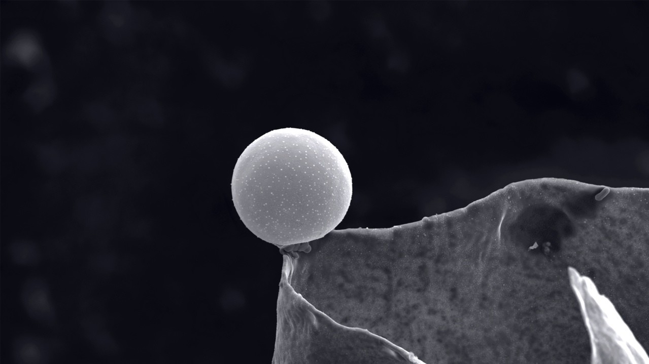 Категория "Микрофотография". Автор María Carbajo Sánchez