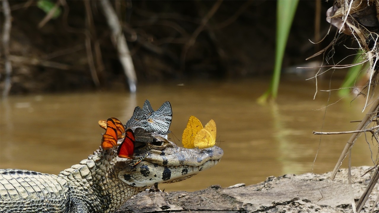 Специальный диплом. Фото Mark Cowan