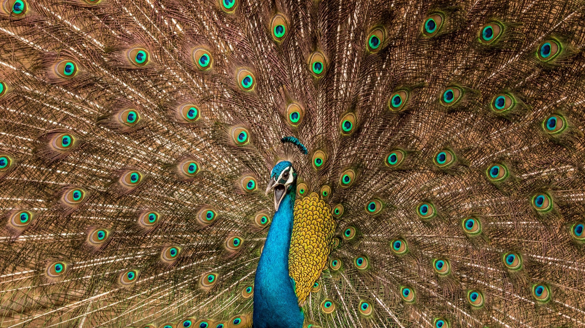 Фото Satvik Bhatt