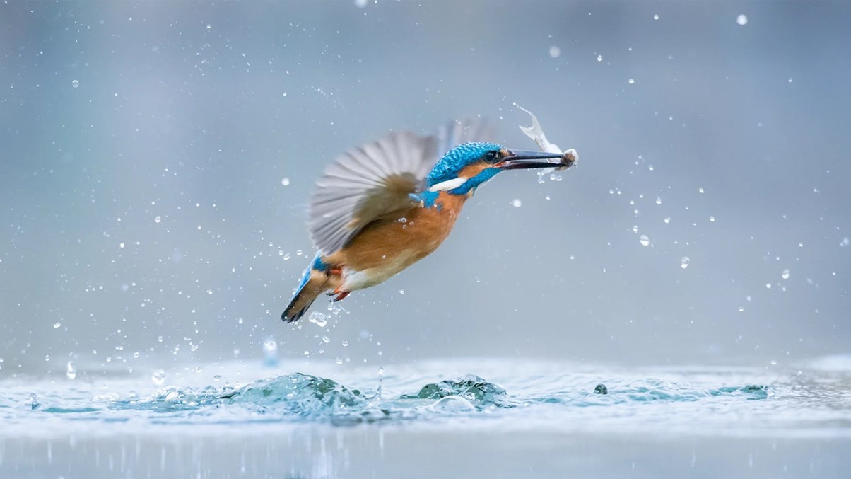 Зимородок. Фото: Габор, 17, Угорщина