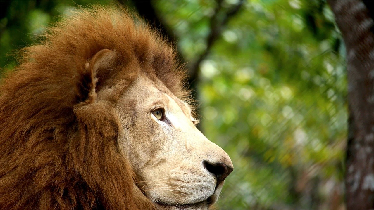 Африканський лев. Фото: Дамарис Лопез Замора, 20, Ель Сальвадор