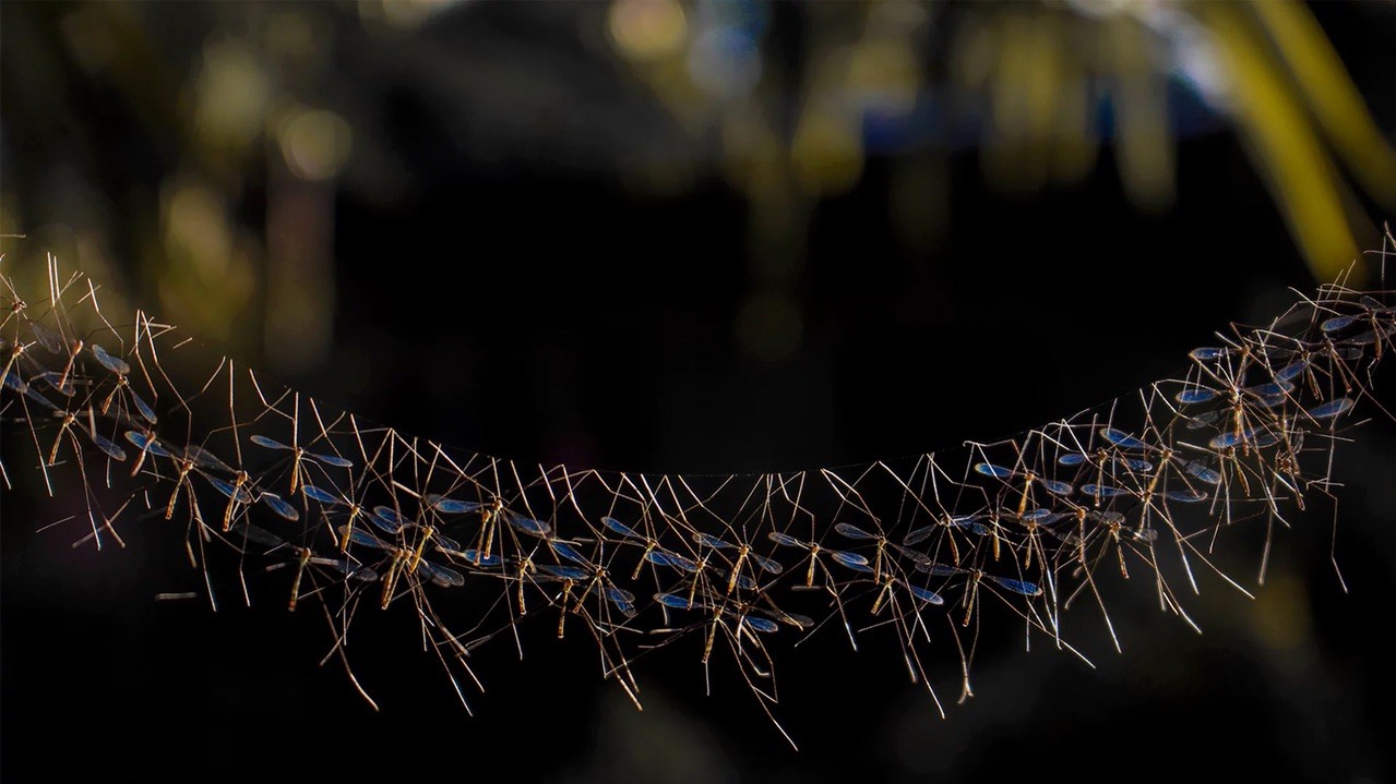 Група комарів-долгоножек. Фото: Бріч Ашер Харани, 24, Філіппіни