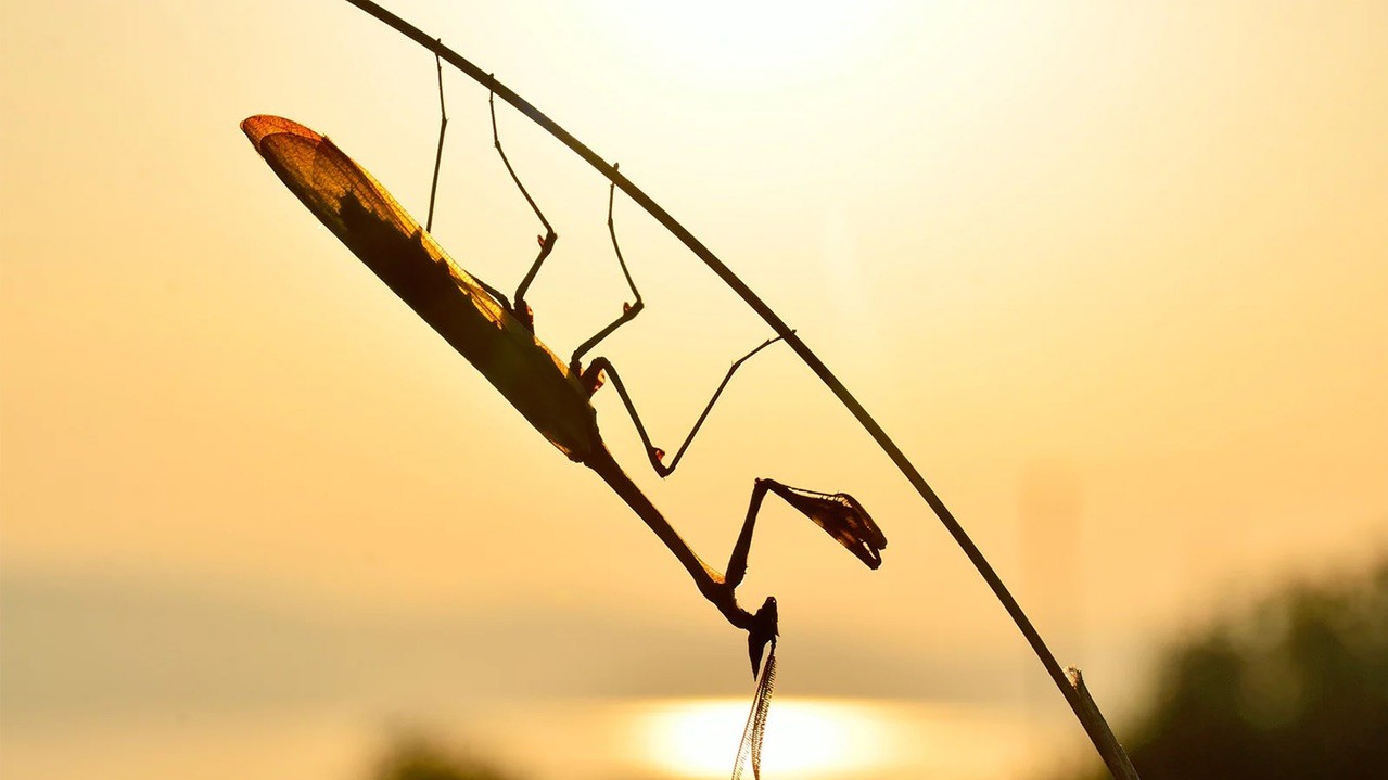Богомол. Фото: Натан Хорренбергер, 23, Швейцарія