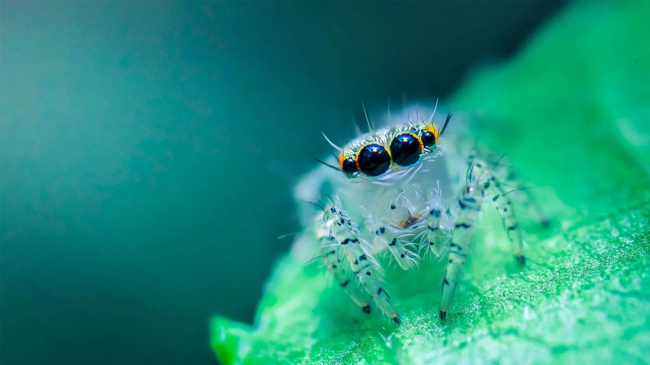 Павук-скакун. Фото: Рашуйдул Раббі, 23, Бангладеш