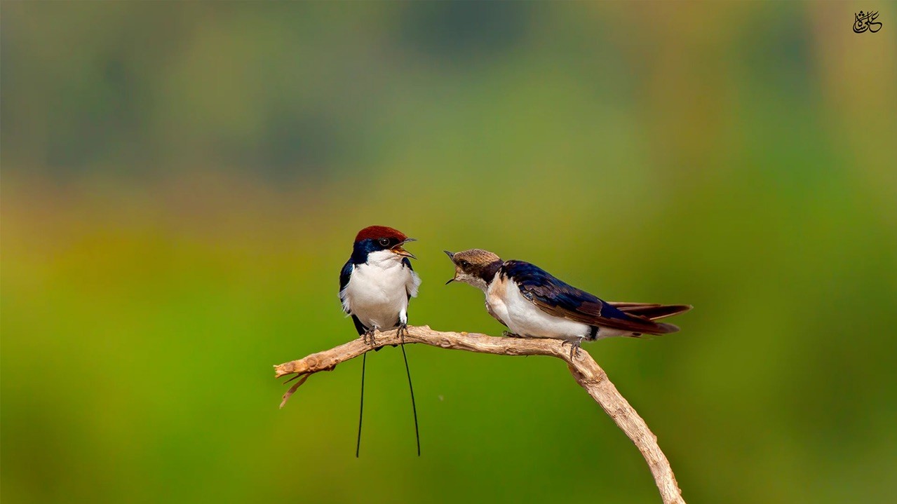 Нитехвостые ластівки. Фото: Алі Джавед, 24, Пакистан