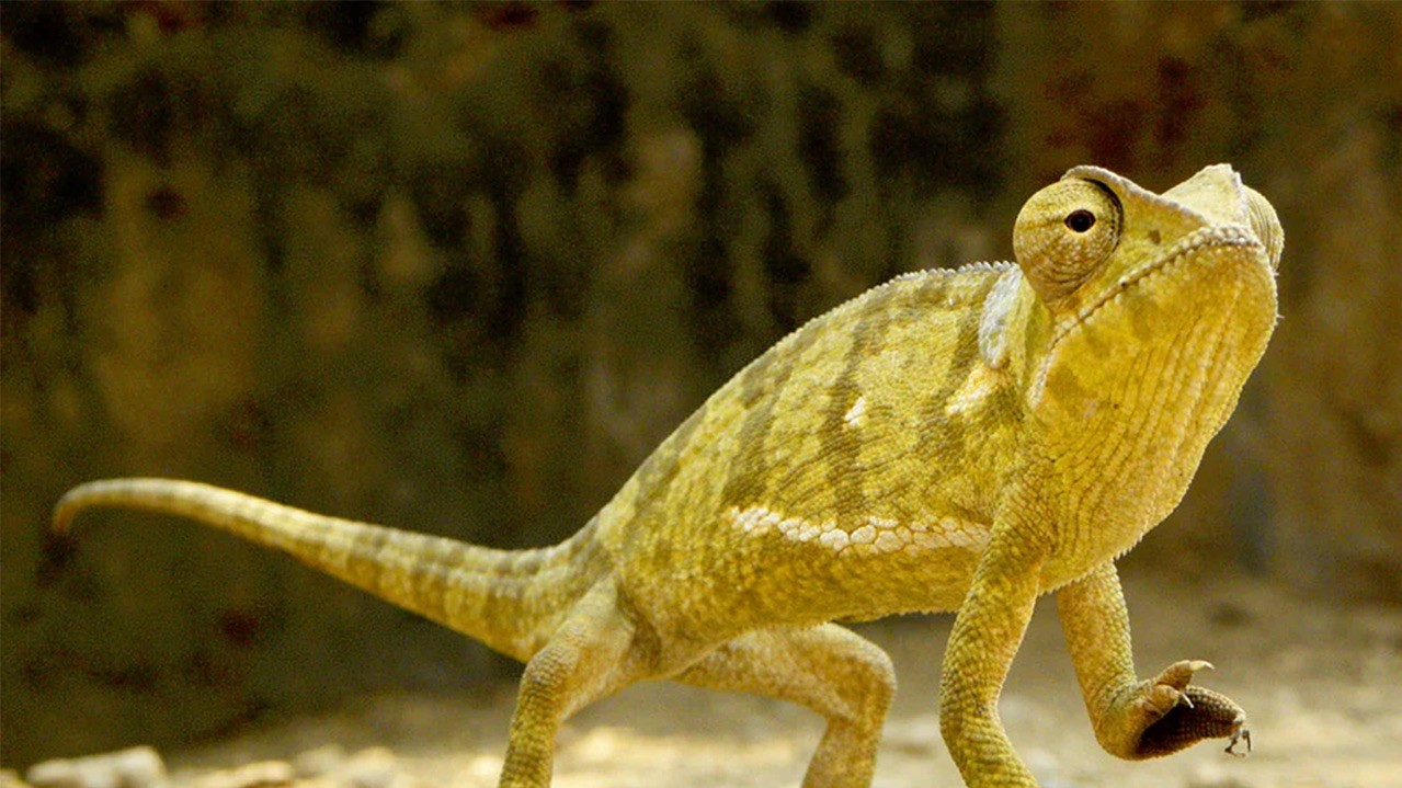 Лопастеносный хамелеон. Фото: Самсон Мойо, 19, ПАР