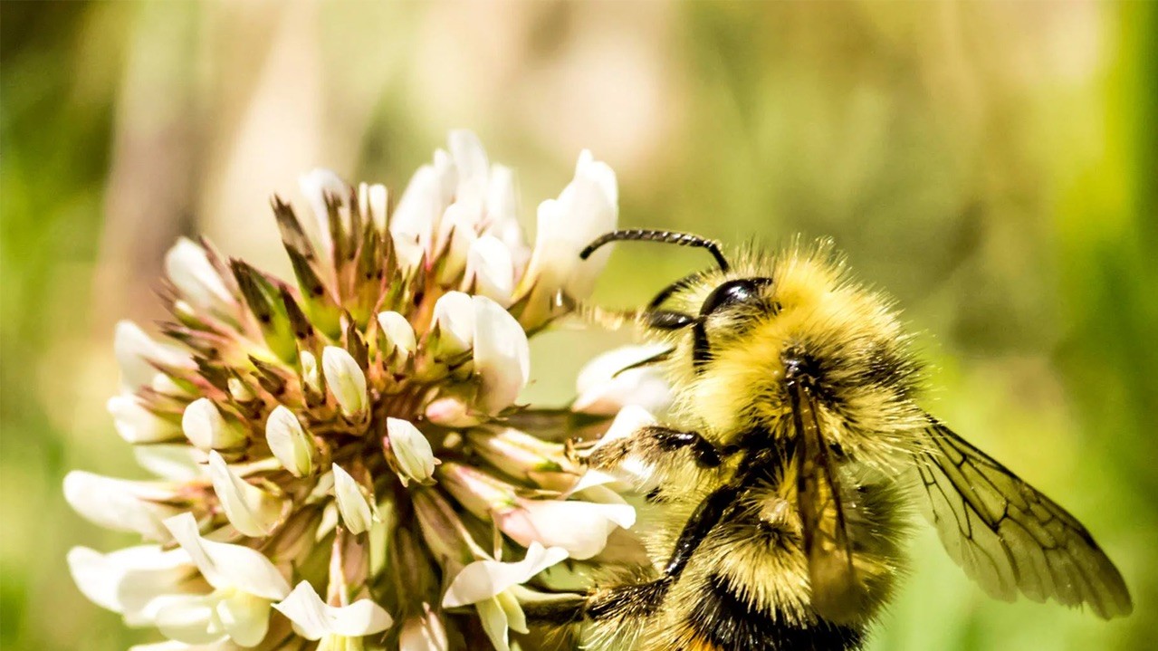 Джміль. Фото: Габріель Бест, 19, США