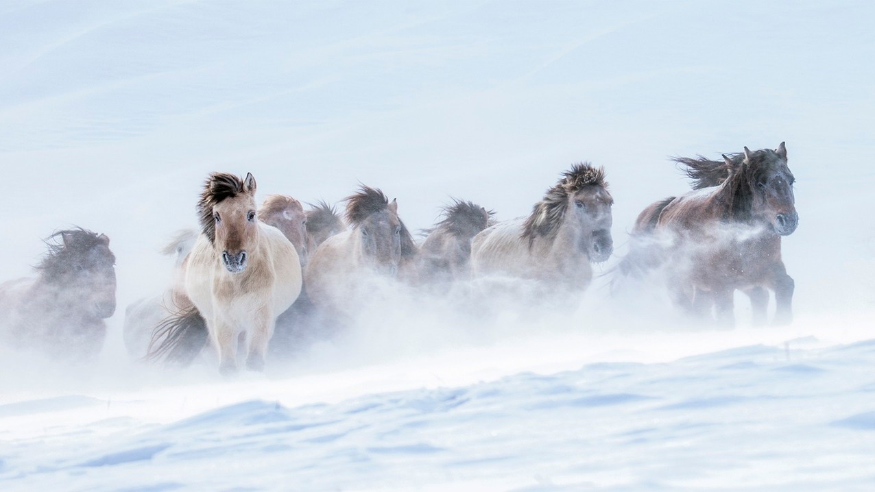 Фото: Льюн Ванг. Третє місце в категорії «Природа і навколишнє середовище (одна фотографія)»