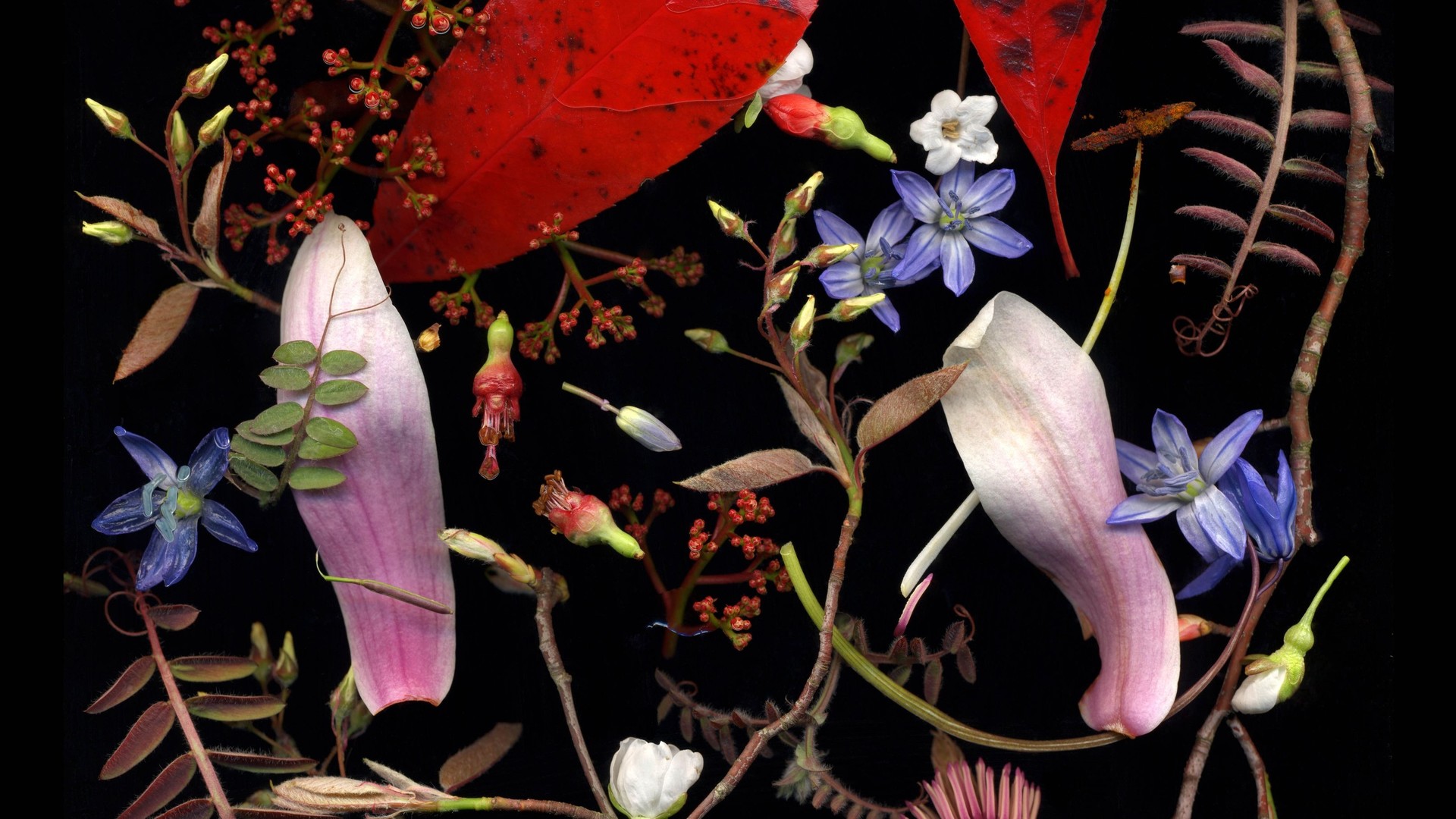 Заня Аркадіна, Україна, 1-е місце в національній категорії