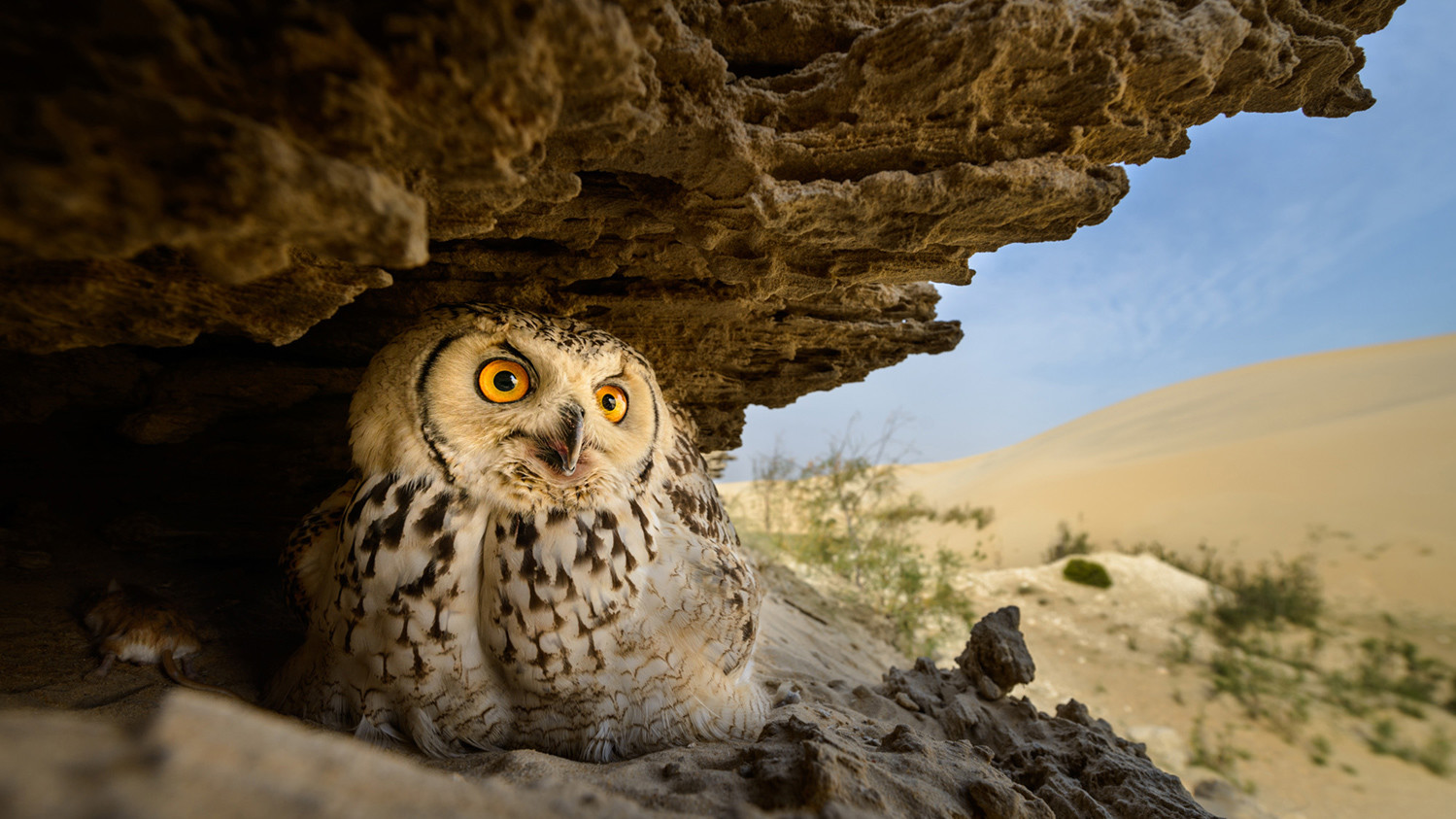 Husain Hakin Alfraid, Саудівська Аравія, 2-е місце в національній категорії