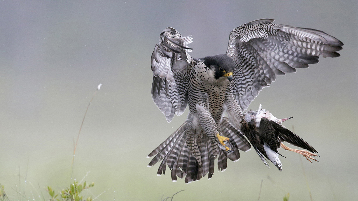 Markus Varesvuo, Фінляндія, 2-е місце в національній категорії