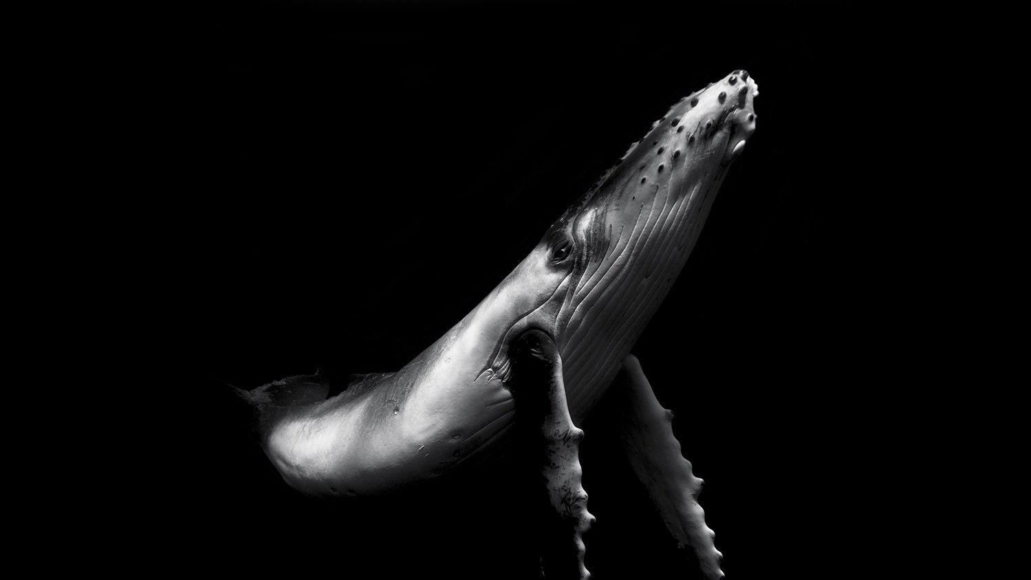 Matt Lance Draper, New Zealander, 2-е місце в національній категорії