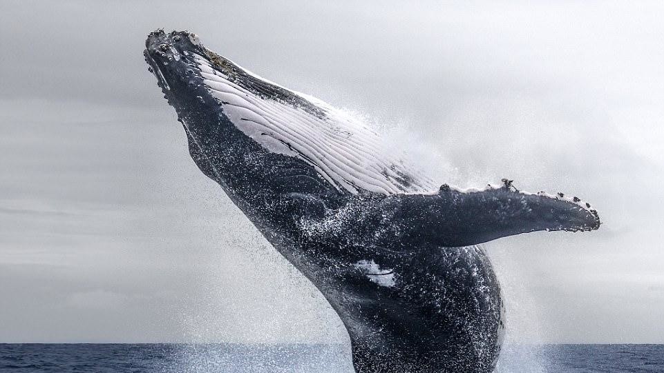 John Tao, Тайвань, 3-е місце в національній категорії