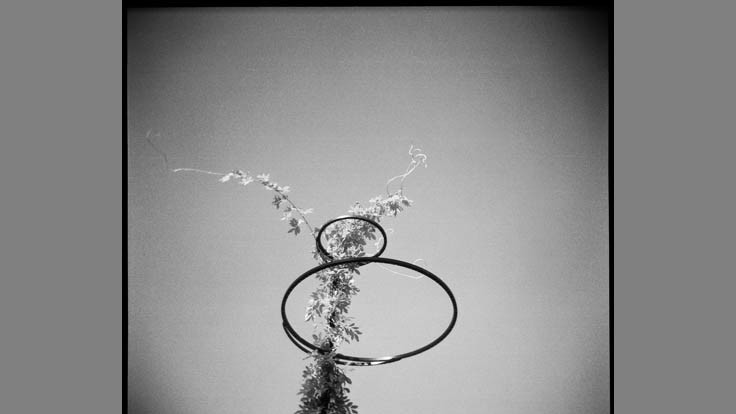 Foran, DeAnna Versailles Plant Support Third Place Seattle Diana